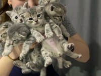 Yeni doğan scottish fold bebekler
