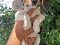 Orjinal beagle yavrular
