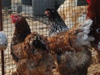BLUE PORSELEN BRAHMA KULUÇKALIK YUMURTA & CİVCİV