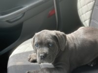 A kalite cane corso yavrularımız yeni yuvasını arıyor