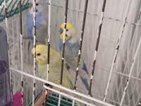 Eşe Hazır Rainbow Muhabbet Kuşlar