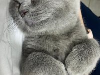 7 aylık erkek british shorthair kedimiz