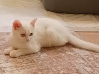 Minik Şirin Kedim