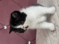 Kaliteli Ev De Doğmuş Yavru Kedimiz
