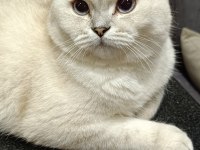 Eş ilanı scottish fold silver point oğlum