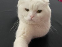 Bembeyaz Scottish Fold Hair