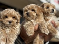 Wc eğitimli poodle ayarında maltipoolar