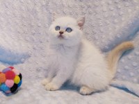 Güzeller güzeli bir british shorthair prenses