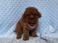 SAFKAN TOY POODLE