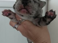 %100 IRK GARANTİLİ FRANSIZ BULLDOG YAVRULARI