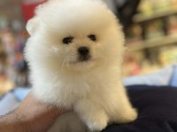 BİBLO GÜZELLİĞİNDE SHOW KALİTE POMERANİAN BOO