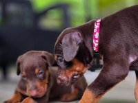 Can Dostunuz Doberman Kapıda Ödeme Mevcuttur