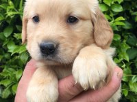 AKILLI GOLDEN BEBEKLER