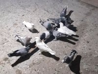Guvercin Yavru Eke Kuslar Sahiplendirilir