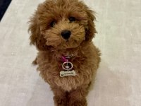 11 aylık aşıları tam uslu 3.5 kg dişi toy poodle