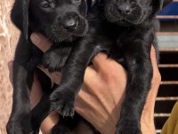 Labrador bebeklerimiz