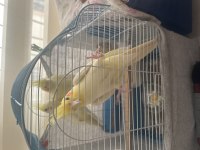 Ev üretimi lutino sultan papağanları