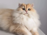 British Longhair 1,5 Yaşında Ny12 Dişi
