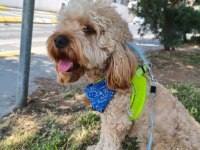 Cockapoo 1.5 yaşında erkek
