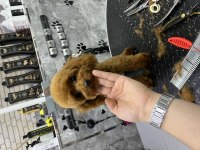 KORE KAN IRK VE SAĞLIK GARANTİLİ MİNİ ERKEK POODLE