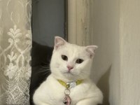 Luna İsimli Dişi Kedime Eş Arıyorum