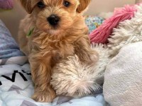 MALTİPOO  YAVRULARIMIZ