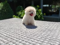 Ayıcık Surat Pomeranian