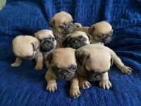 Pug mops yavrularımız
