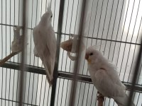 Albino sultan papağanı yavrular 6 tane