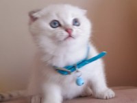 Scottish fold erkek