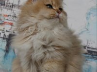 British Longhair Black golden Shaded (BLH NY 11)