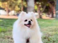 2 yaşında orjinal pomeranian boo