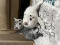 Özel ırk scottish fold