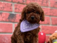 Sevimli Toy Poodle Yavrularımız