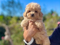 0 Boy Maltipoo Bebeklerimiz