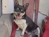 Dişi Erkekli Takım Çok Ufak Olacaklar Güzel Köpekler