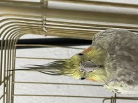 Erkek ara sıra konuşan yaşında sultan papağanı