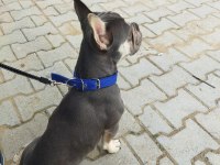 YER SIKINTISINDAN EGZOTİK FRENCH BULLDOG