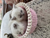 British shorthair mükemmel kalitede
