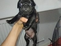 Siyah pug yavrumuz