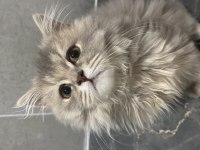 British longhair 1 yaşında erkek