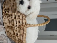 Evimizin neşesi köpekler