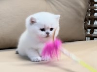 Safkan British Shorthair