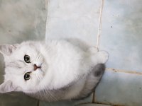 Efsunlatan Şirinlik BELLA Kedimize Acilen Yuva Arıyoruz