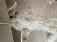 Sarı Şeker Bal Surat Chinchilla Oğlan