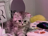British longhair erkek