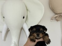 Yorkshire terrier bebek köpeklerimiz