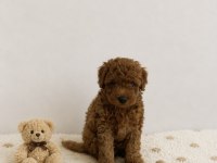 Red Brown Toy Poodle Miniğimiz