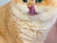 Yakışıklı bir prens british shorthair