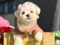 Tea Cup Kar Beyaz Maltese Terrier Yavrular